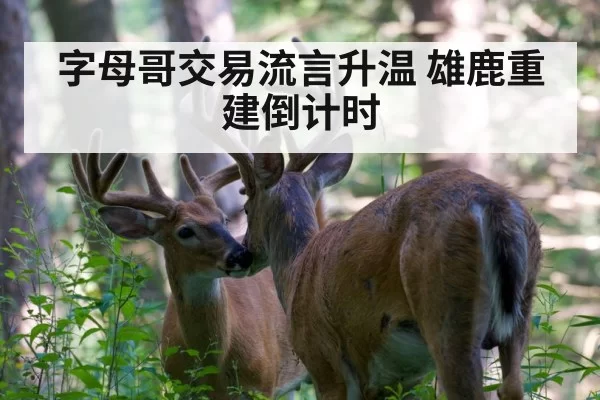 字母哥交易流言升温 雄鹿重建倒计时